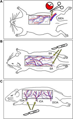 Tissue-Protective Mechanisms of Bioactive Phytochemicals in Flap Surgery